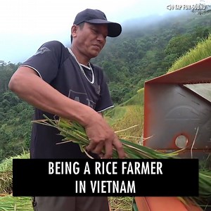 5.9M views · 52K reactions | Being A Rice Farmer In Vietnam  | Simon Wilson | Facebook