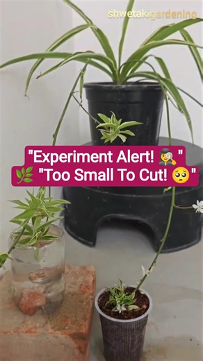 Spider Plant: Bina kaate kaise ugaye? 🪴#shorts #youtubeshorts #spiderplant
