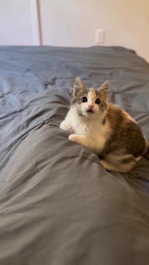 Chester Teaches How to Properly Tuck In Dilute Calico Kitten