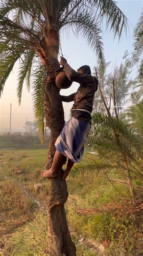 Making of Date Palm Jaggery called Nolan Gur | Street Food Recipes