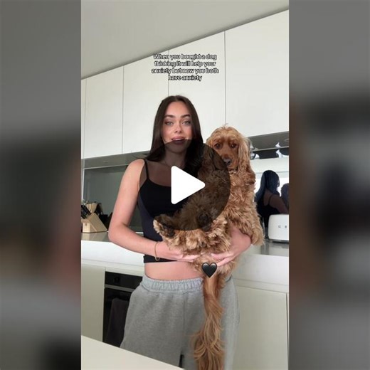 Understanding Cocker Spaniels Genes and Traits