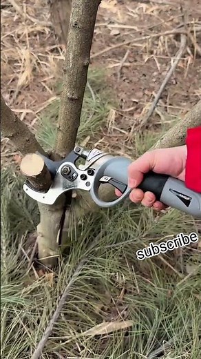Powerful Electric Pruner Cutting Tree Branches with Easy & Fast Precision#pruning #stysifiying