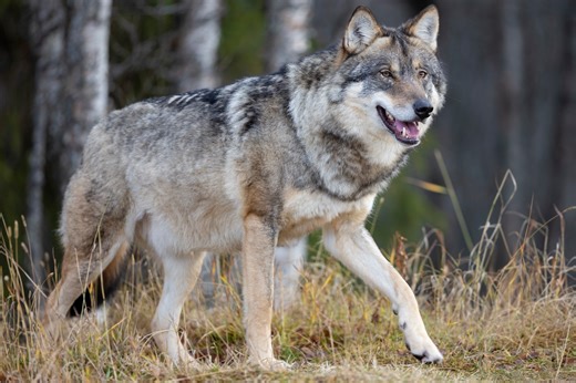 ‘Under siege’: Sierra Valley ranchers and residents battle escalating gray wolf attacks