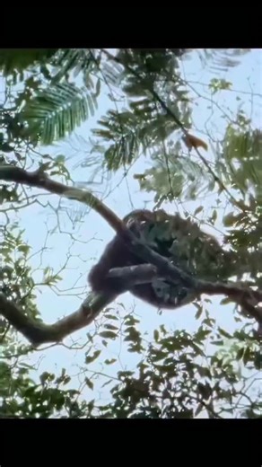 Vj Joe Kryptone on Instagram: "A rare and difficult moment to witness in the wild. 🌿🐒 Chimpanzees are primarily fruit-eaters, but they are also opportunistic hunters. In some cases, groups of chimps hunt young baboons or other mammals as a source of protein. These hunts involve cooperation and social coordination, strengthening bonds within the group and supporting their nutritional needs. While harsh, this behavior is a natural part of chimpanzee ecology and plays a role in maintaining balanc