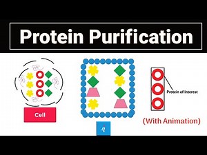 Protein Purification (with animation)