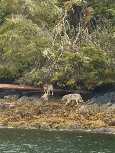 Beatrice Bouchard on Reels