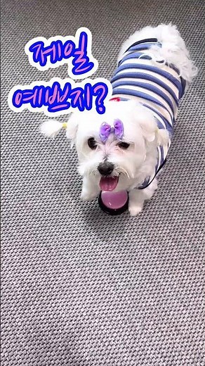 [400,000 Cumulative Views] Talking Minky with Princess Syndrome 🩷 #Maltese #Minky #Puppy #cuteani...