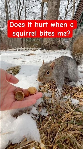 Do squirrel bites hurt???