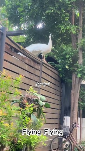 Flying Flying Peacock #flying #white #peacock #albino -#peafowl #beautiful #awesome #wildlife #love