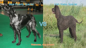 Spaniel Showdown: Blue Picardy vs. Irish Water Spaniel