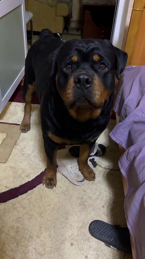 Арчик не хочет принимать капли😂#rottweiler #rottweilerdogs #ротвейлеры #собака #роттвейлер #узбекистан #собакадругчеловека