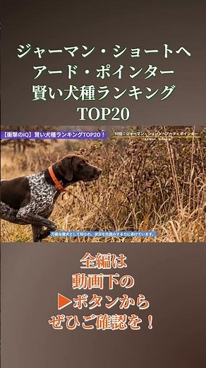 [17th Place: German Shorthaired Pointer] Where does your dog rank? Top 20 Smartest Dog Breeds! #t...