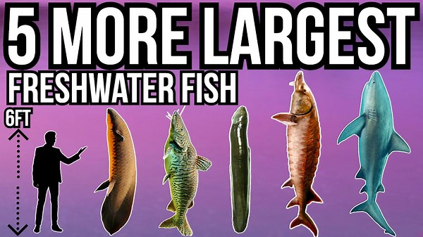 From Ancient Lungfish to Sharks: The Largest Freshwater Giants Alive