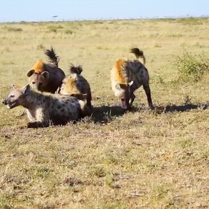 17K views · 196 reactions | Mad Hyena When Mating HD | Vinhbui012 | Facebook