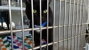 1.7K views · 30 reactions | PAWS is open 11-1:30 p.m. today for adoptions! It's the final day for the #RedWhiteandBlue Veteran's Day adoption special... all available pets have $8 adoption fees. Click play to see some of the available cuties! Contact 615-898-7740 or message us for more info. | PAWS of Rutherford County, TN | Facebook