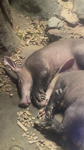 aardvark dreams 💤 Grogu and Hazelnut are an SSP-recommended pair! The two are often seen on exhibit snuggling together and are cuter than ever. Come visit Animals of the Night to see them! 🎥 Curator Lauren #memphiszoo #aardvark #cute #animals | Memphis Zoo
