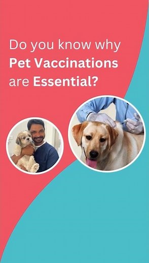 Do You Know Why Pet Vaccinations Are So Important? | Keep Your Furry Friend Safe!