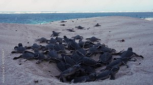 Green turtle hatchling emergence from a nest together on a beach with sea landscape