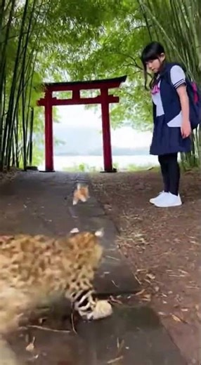 Did the kitten fake a move to trick the mouse?! #cat #kitten #animals