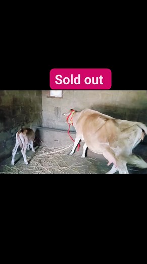 38K views · 367 reactions | Sold out #viralreelschallenge #viralvideochallenge #post #cowboy #cows | Bhat irfan cow Dealer | Facebook