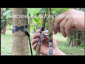Inarching rambutan step-by-step