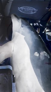 119K views · 716 reactions | ' Just out of the blue, just out of nowhere - there's a dolphin in the boat!'  Three fishermen tell the tale of a rescue at sea, a 400 kg dolphin, an interrupted fishing competition, and a boat that took the damage.  You never know what can happen out on the water...  Check out the boat model that it all went down in here : https://bit.ly/1550-frontier | Stabicraft | Facebook