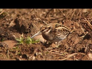 A dancing JACK SNIPE at RSPB Sandwell
