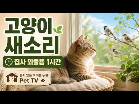 고양이 새소리 Pet TV 1시간 | 집사가 외출할 때 틀어주는 영상 | Cat videos