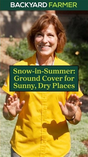 Snow-in-Summer: Ground Cover for Sunny, Dry Places
