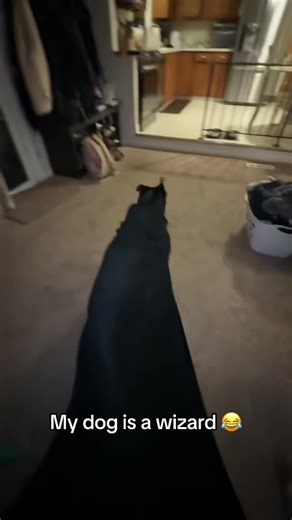 Witty Doggo Transforms into a Harry Potter Wizard