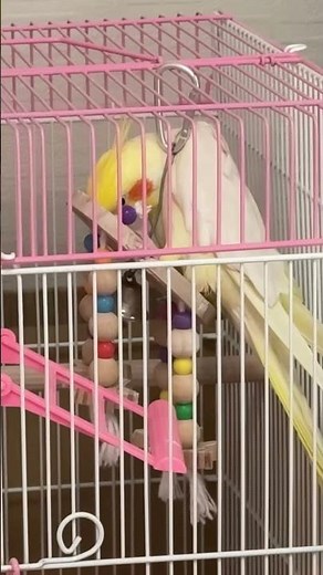 Mickey Mouse March sung by Shi-kun#Cockatiel#Parrot