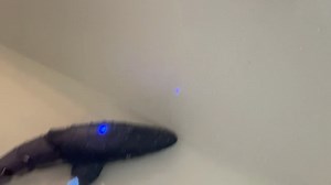 Watch Fun RC Whale on Amazon Live