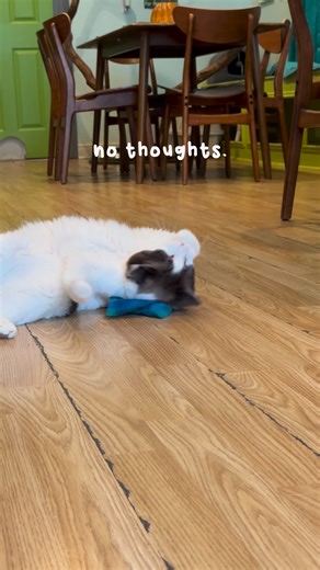 2.5K views · 73 reactions | Resident cat Clementine demonstrating how...