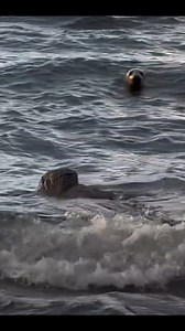 Take a walk in Scotland! #elgin #fyp #visitscotland #highlands #perth #dumfriesandgalloway #Dundee #inverness #glasgow #edinburgh #stornoway #Portree #Kirkwall #Ullapool #lerwick #Thurso #wick #applecross #nc500 #hebrides #isleofskye #outerhebrides #aviemore #Pitlochry #scotlandsscenery #scotlandexplore #scotlandisnow #outlander #brave #braveheart | Scotland's Scenery