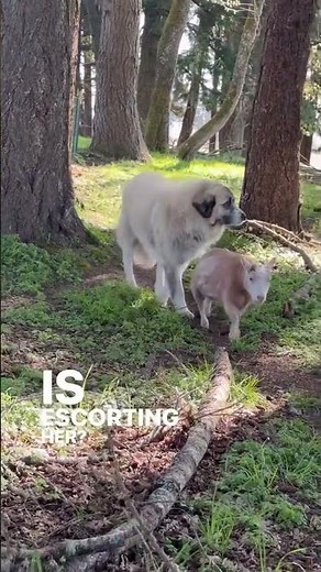 Don’t worry Annie, I goat your back! -Muppet🐾😍🐐
