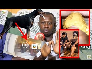 🔴Dubaï Porta Potty, comment un chien peut ....ce dresseur de chien fait de terribles révélations