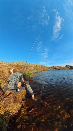 Troat on a Mouse Fly