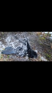 4K views · 366 reactions | Winter swimming ❄️ Stage one: bathing in a forest stream Stage two: snow bathing Stage three: feather care Echo is accustomed to all weather conditions (that's why we fly in good and bad weather). He's not cold. :) | Echo the Raven | Facebook