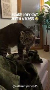 Cute but Dangerous! 😂🐱 | Aggressive Cat Moments #shorts