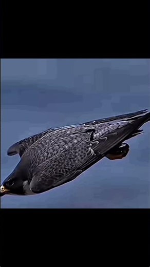 Peregrine Falcon Attack on Bird #falcon #falconattack #trending #shorts