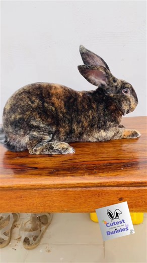 Cuniculture Insights: Caring for Rex Bunnies