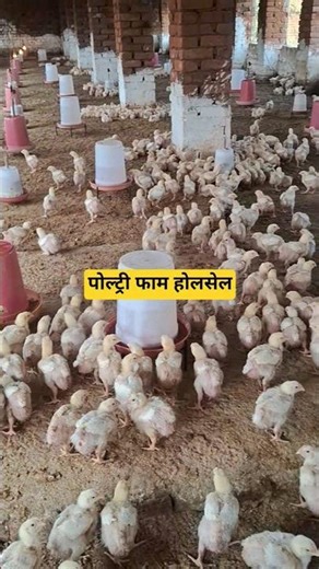 poultry farm wholesale business #shortsvideo #shortvideo #vlog #minivlog #business