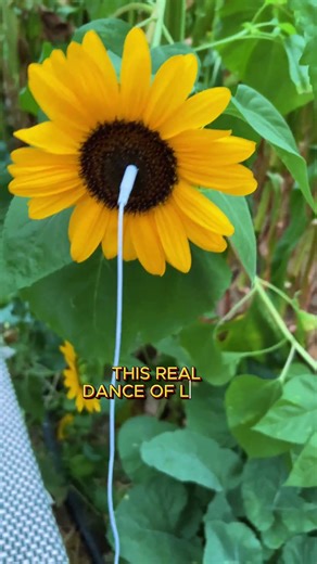 The Secret Choir of Sunflowers 🌻🎶 A Harmony of Light