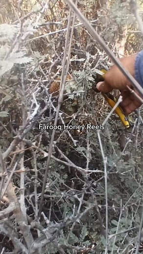🐝 #reelsvideoシ #reelsviralシ #vedioviralreel #reelsfacebook #vedioviral #viralreelschallenge #honeybees #turtle #fishing | Farooq Honey Reels