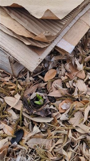 Garden Update (04/05/26)#gardening #sanantonio #texas