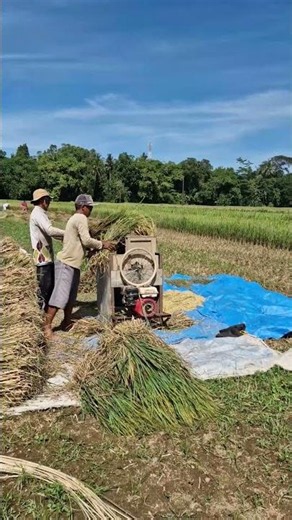 The process of threshing rice grains -Agriculture farming #shorts