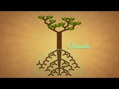 Get to know the Cerrado