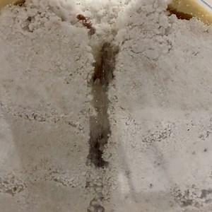 Who runs the colony? Girls! Did you know that all worker ants in an ant colony are female? Males, or drones, are typically only present in the colony to mate with the queen ant and produce future generations. Do you have a fun ant fact? Share it in the comments below! | Insect Lore | Facebook