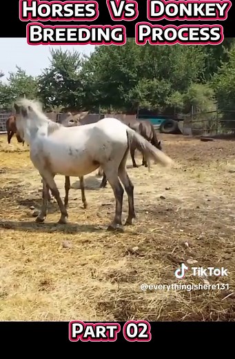 Understanding the Breeding Process of Horses and Donkeys