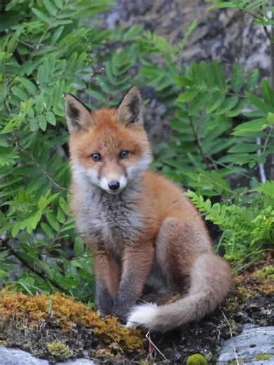 Sleepy Little Fox Cub by the Roadside